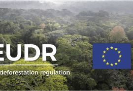 The European Commission maintains in principle the date of entry into force of the EUDR