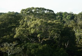 EU Deforestation Regulation Delayed by 12 Months