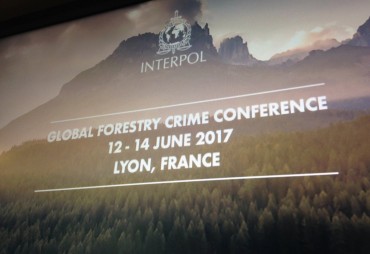 Interpol makes the proposal to establish a Forestry Crime Working Group