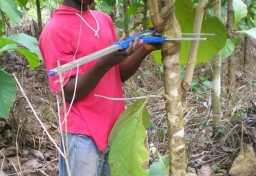Appel d’offres pour trois études sur les plantations