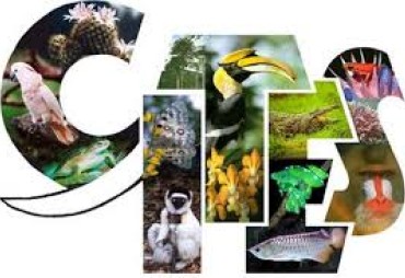 News from the last CITES Standing Committee SC70, Sochi