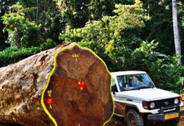 Kevazingogate : Are we coming to the end of logging activities block in Gabon?