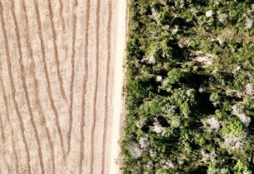 Event : From deforestation to the restoration of degraded lands: Forland, an integrated digital solution