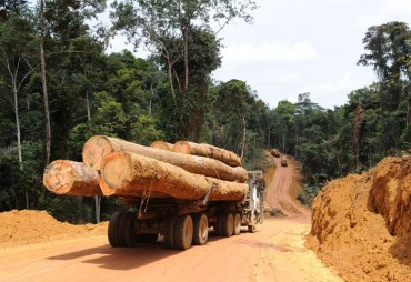 Evolution différenciée du commerce du bois tropical en 2019 – COMMODAFRICA