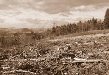 Pourquoi les politiques actuelles de lutte contre la déforestation sont-elles vouées à l’échec ?