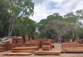 Selva Maya Tropical Timber Trade Mission, November 2024