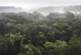 Une étude de l’Université d'Utrecht, souligne le rôle de la certification forestière dans la protection des forêts