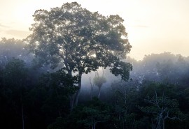 Nouvelle vidéo disponible :  L’ATIBT au front pour un avenir durable des forêts congolaises