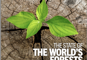 FAO publishes its annual report on the state of the world's forests