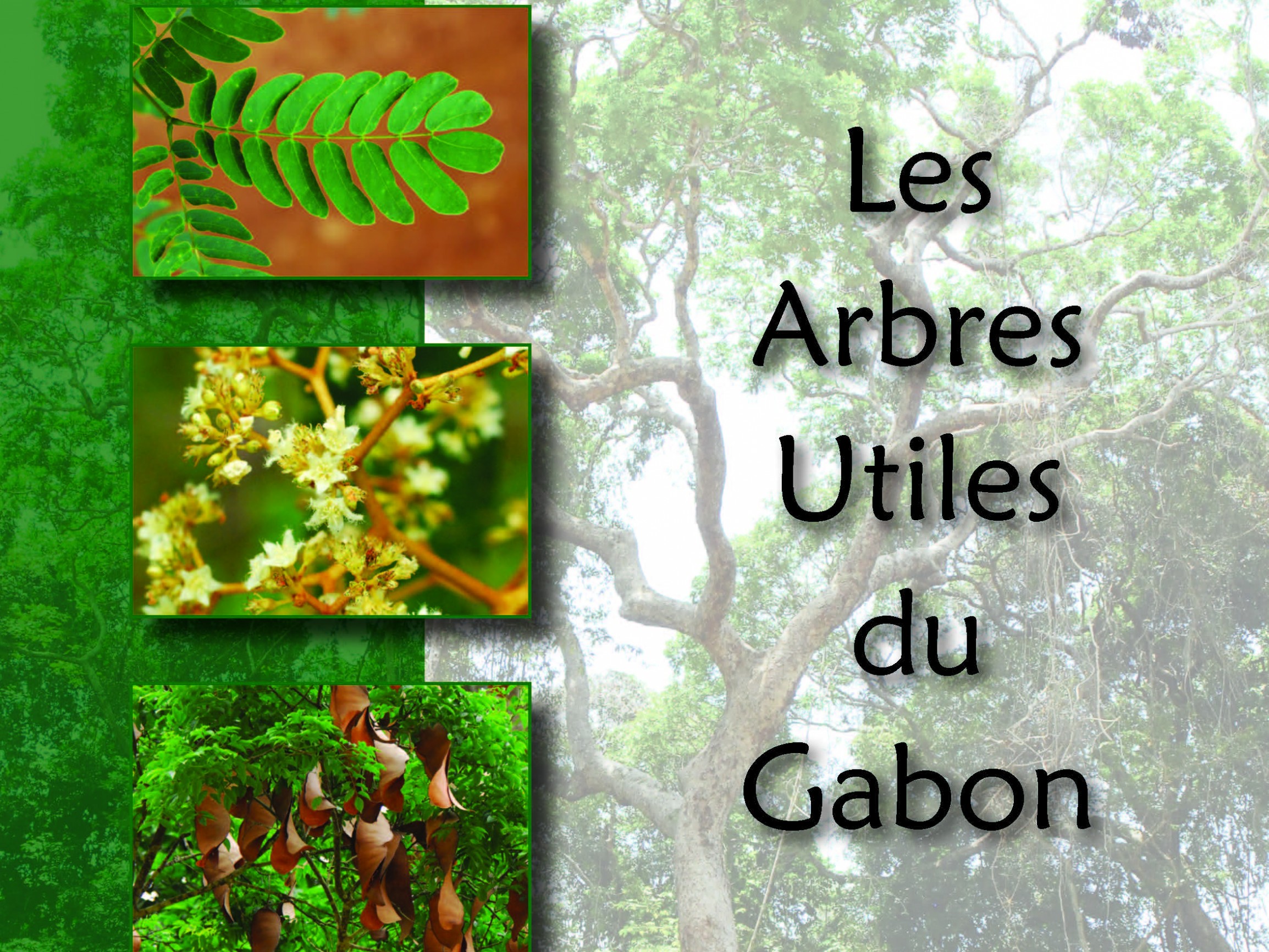 Pour Un Nouveau "Guide Sur Les Arbres D’Afrique Centrale" | ATIBT