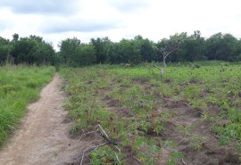 End of the Mai-Ndombe Integrated REDD Programme
