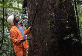 Gabon: l’exploitation du bois du kévazingo de nouveau autorisée