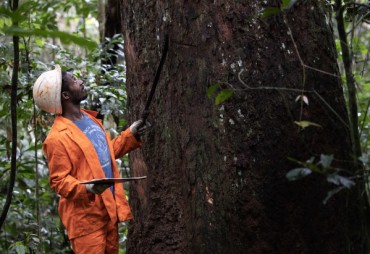 Gabon: the exploitation of kevazingo wood is once again authorized